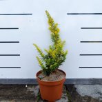 Tis japonský (Taxus cuspidata) ´AURESCENS´ - výška 20-30 cm, kont. C3L